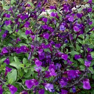 Salvia vibe ignition purple