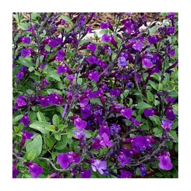 Salvia vibe ignition purple