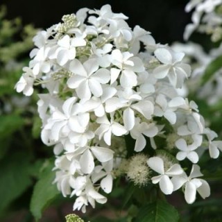 Hydrangea paniculata levana