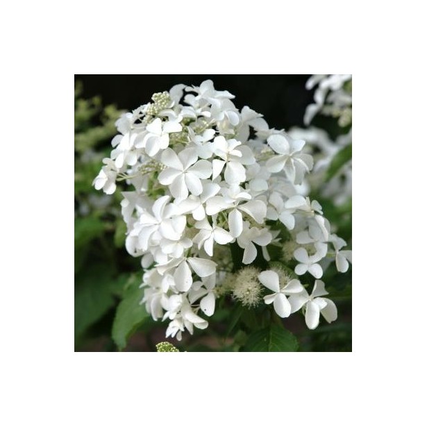 Hydrangea paniculata levana