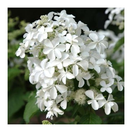 Hydrangea paniculata levana