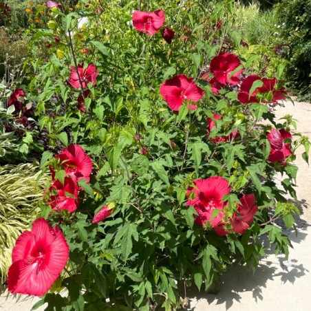 Hibiscus moscheutos extreme oak red