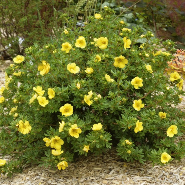 Potentilla double punch gold