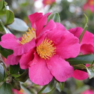 Camellia sasanqua hiryu