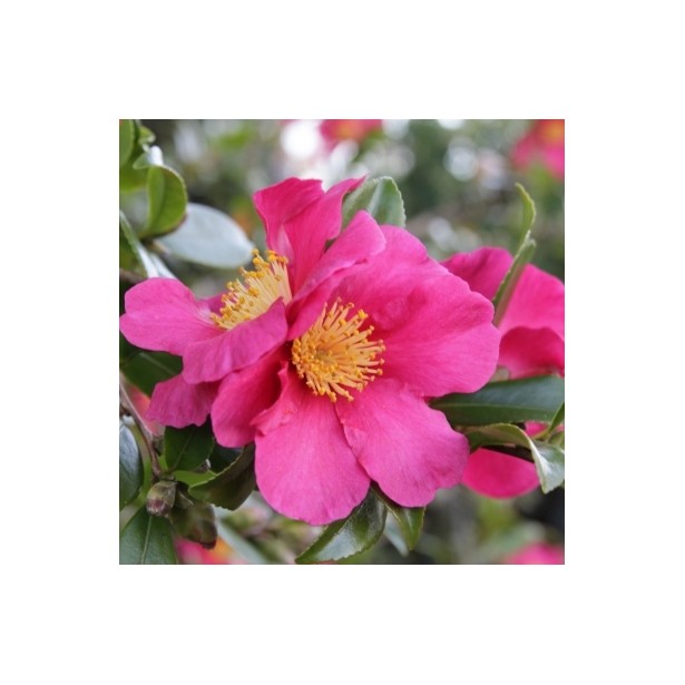 Camellia sasanqua hiryu