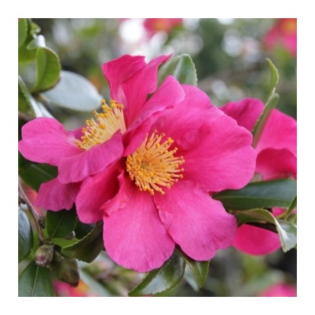 Camellia sasanqua hiryu