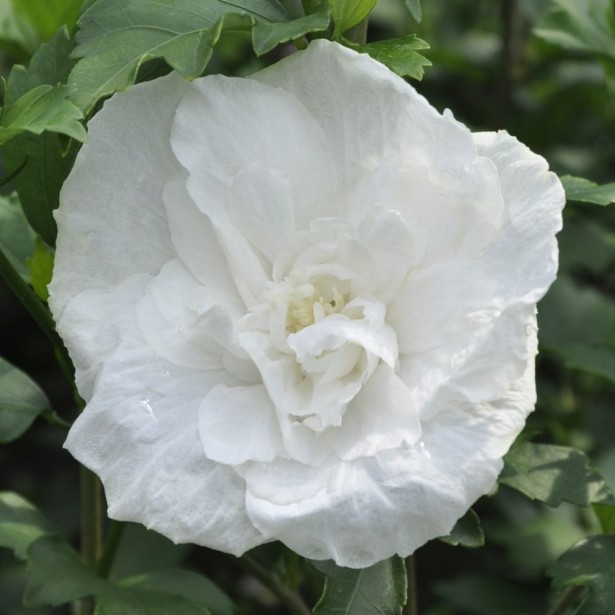 Hibiscus syriacus white chiffon