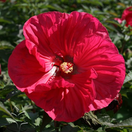 Hibiscus Summerific summer in paradise