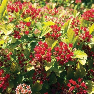 Physocarpus opulfolius raspberry lemonade