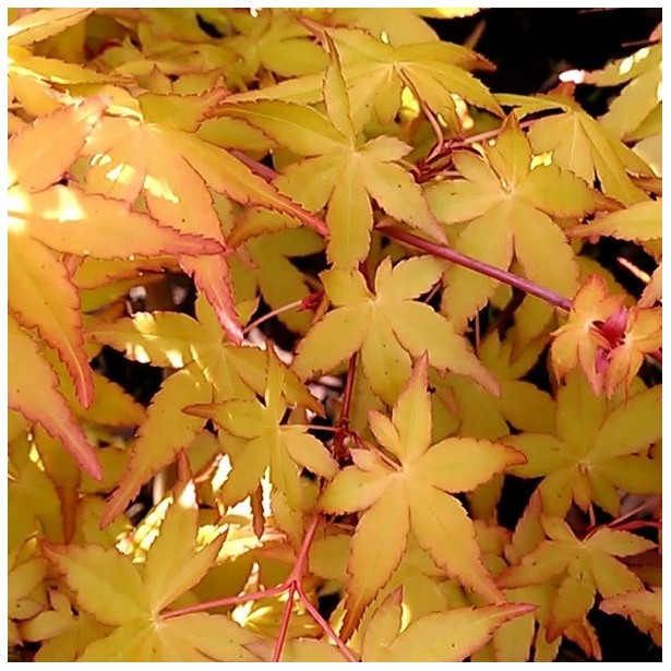 Acer palmatum yuno yama