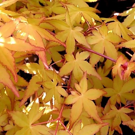 Acer palmatum yuno yama