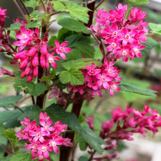 Ribes sanguineum red bross