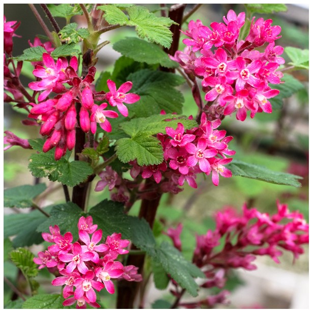 Ribes sanguineum red bross