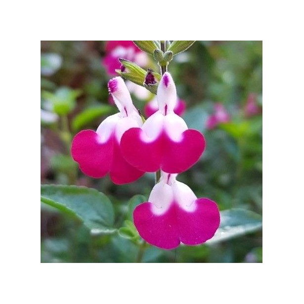 Salvia greggii cherry lips