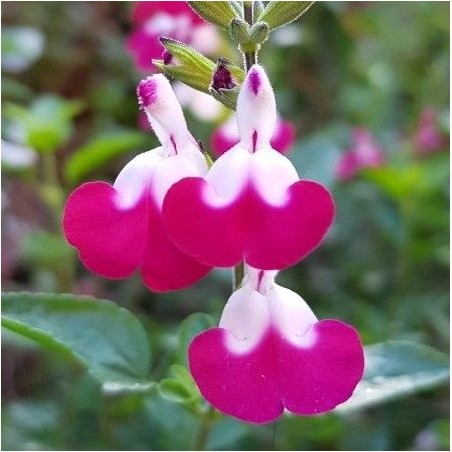 Salvia greggii cherry lips