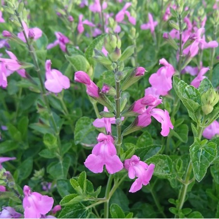 Salvia x jamensis trenance