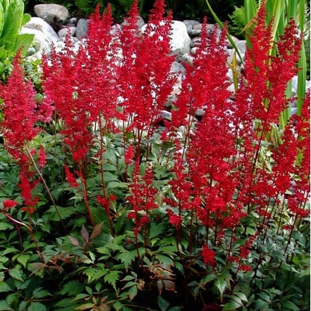 Astilbe arendsii fanal