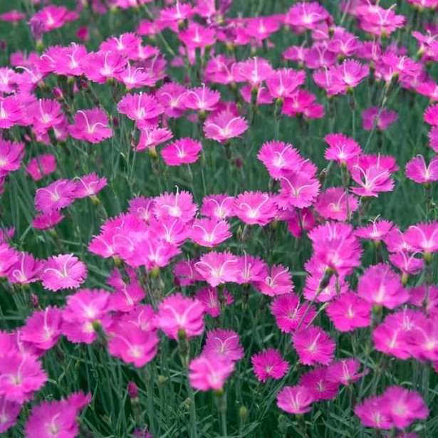 Dianthus gardenpink