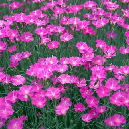 Dianthus gardenpink
