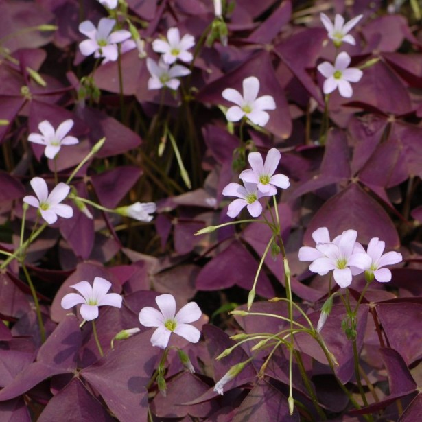 Oxalis triangularis