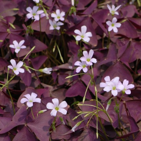 Oxalis triangularis