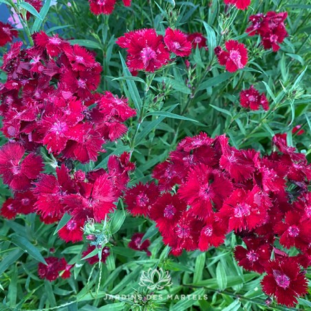 Dianthus rockin red