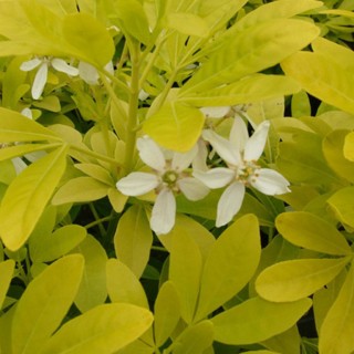 Choisya Ternata Sundance