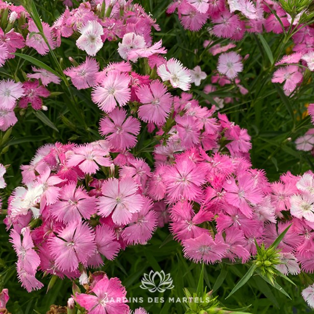 Dianthus rockin pink magic