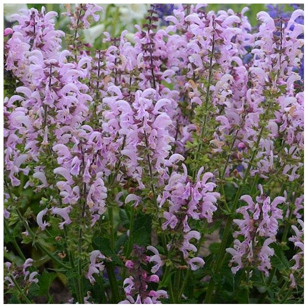Salvia pratensis lilac lipstick
