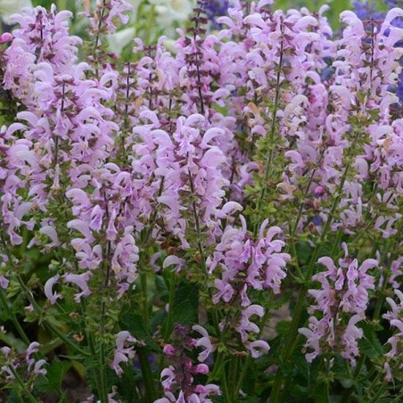 Salvia pratensis lilac lipstick