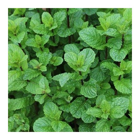 Menthe marocaine