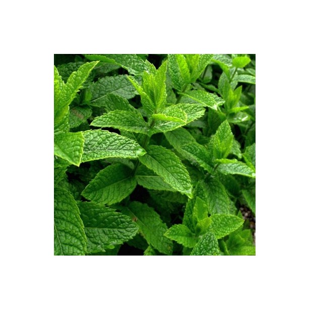 Menthe poivrée