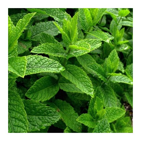 Menthe poivrée
