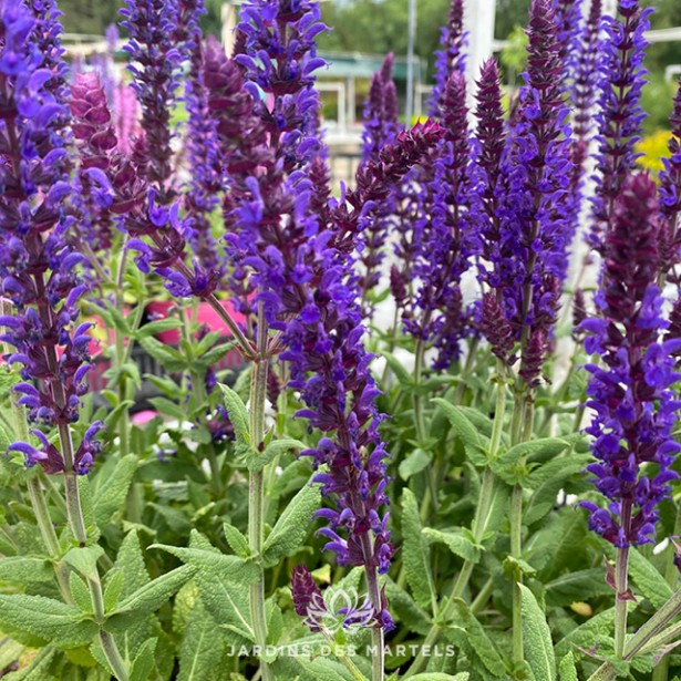 Salvia nemorosa april night