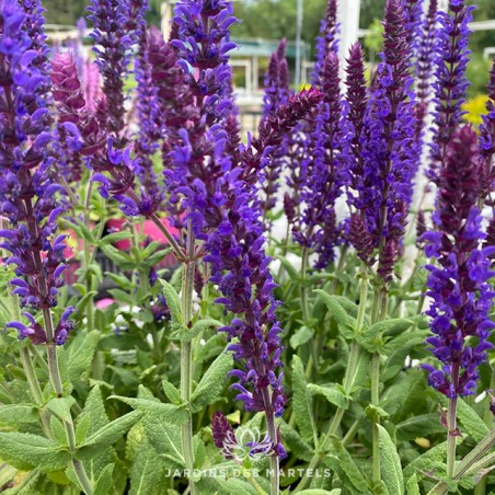 Salvia nemorosa april night