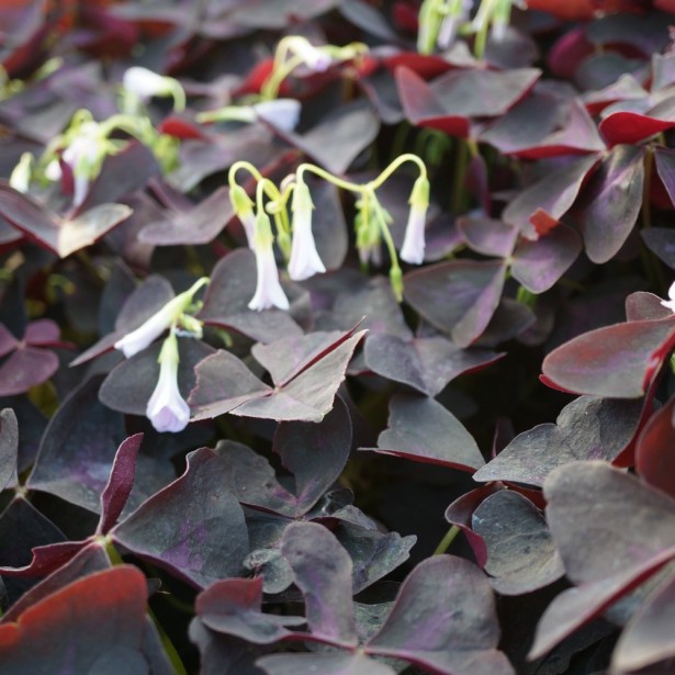 Oxalis triangularis burgundy wine