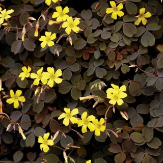 Oxalis articulata burgundy yellow