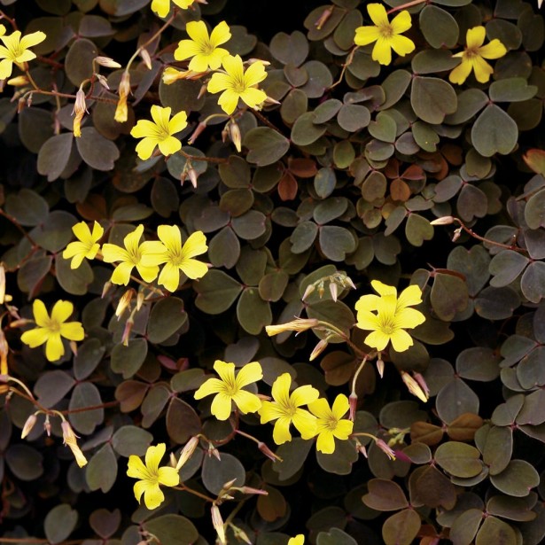 Oxalis articulata burgundy yellow