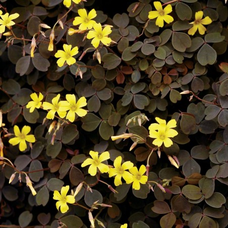 Oxalis articulata burgundy yellow