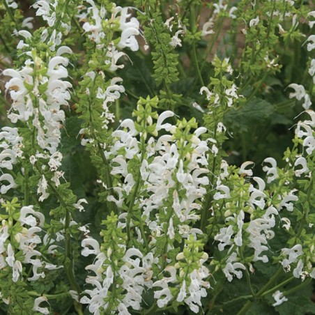 Salvia pratensis swan lake