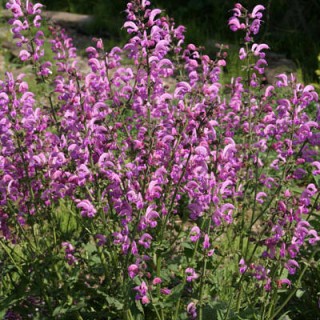 Salvia pratensis swan lake