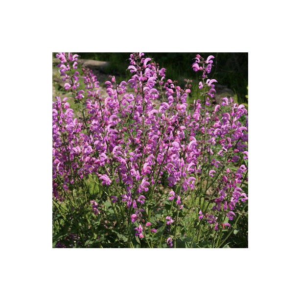 Salvia pratensis swan lake