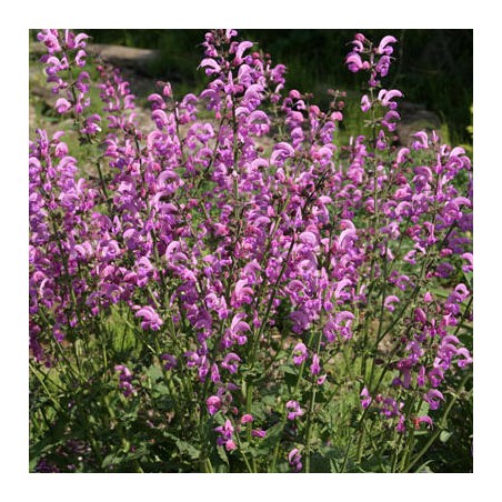 Salvia pratensis swan lake