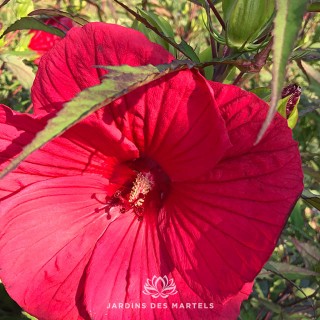 Hibiscus moscheutos Fireball