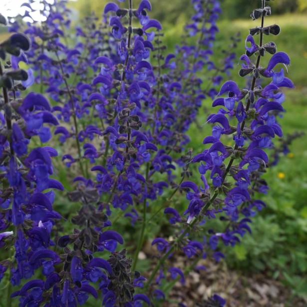 Salvia pratensis twilight serenade