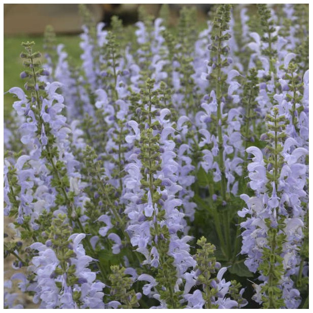 Salvia pratensis vanity fair