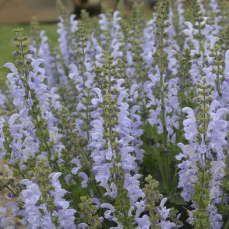 Salvia pratensis vanity fair