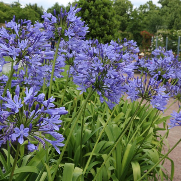 Agapanthus africanus bleu