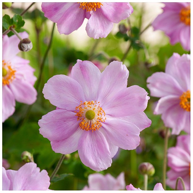 Anemone konigin Charlotte