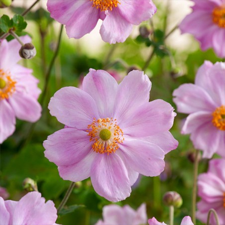 Anemone konigin Charlotte